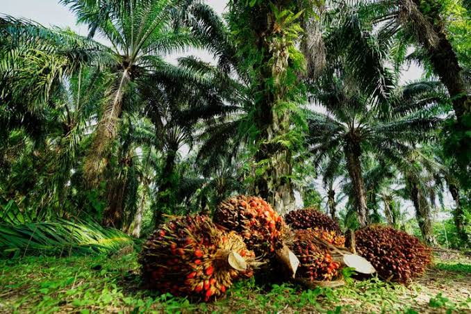  Ombudsman RI Sampaikan Potensi Nilai Kerugian Tata Kelola Industri Kelapa Sawit Mencapai Rp279,1 Triliun per Tahun